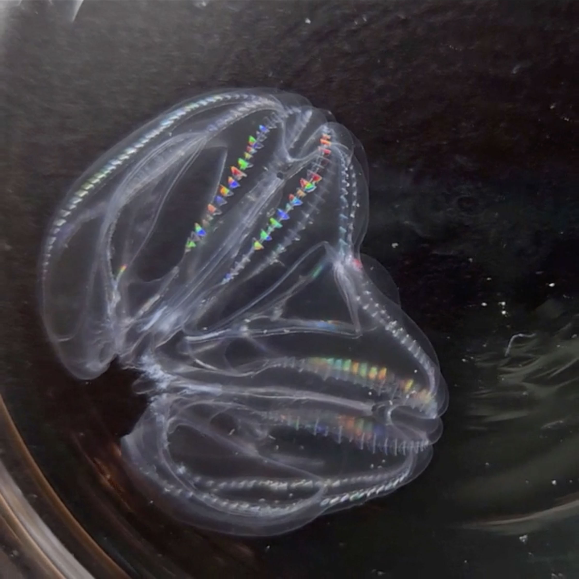 Fused Warty Comb jellyfish Mnemiopsis leidyi