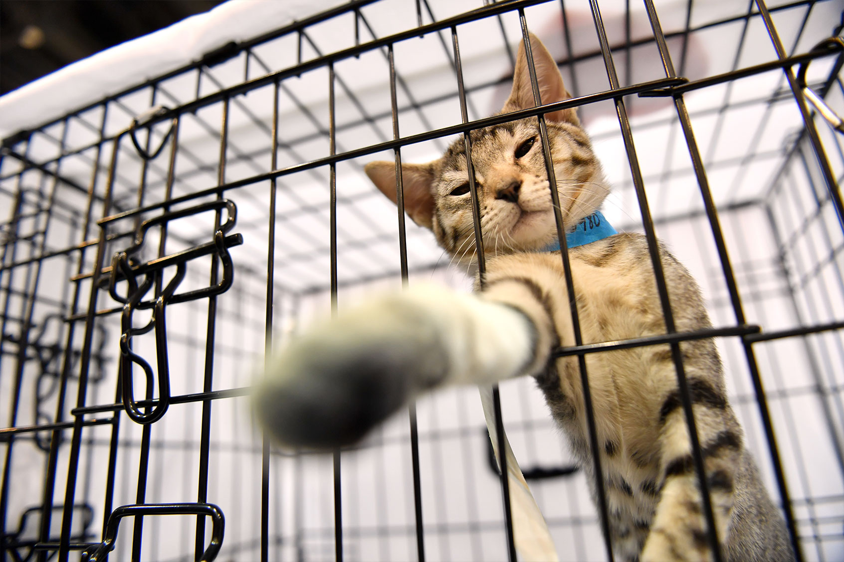 Cat at CatCon