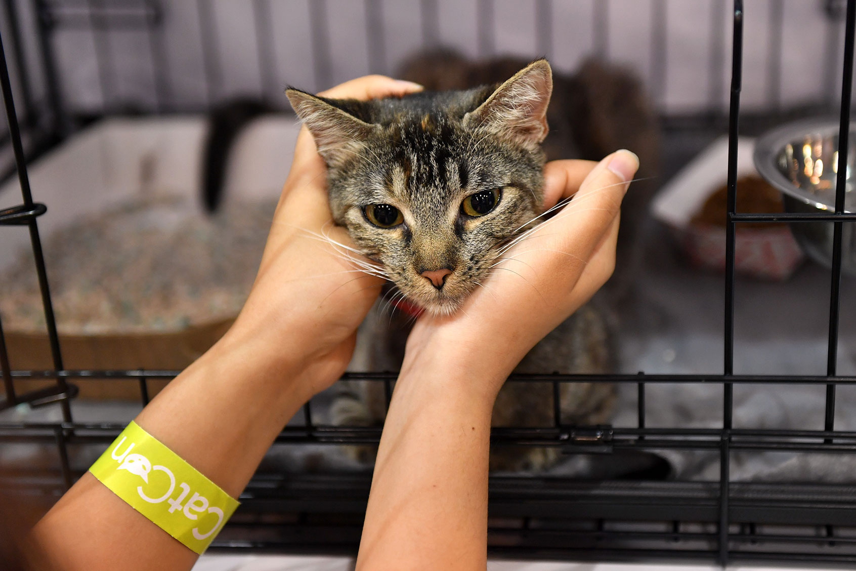 CatCon attendee petting a cat