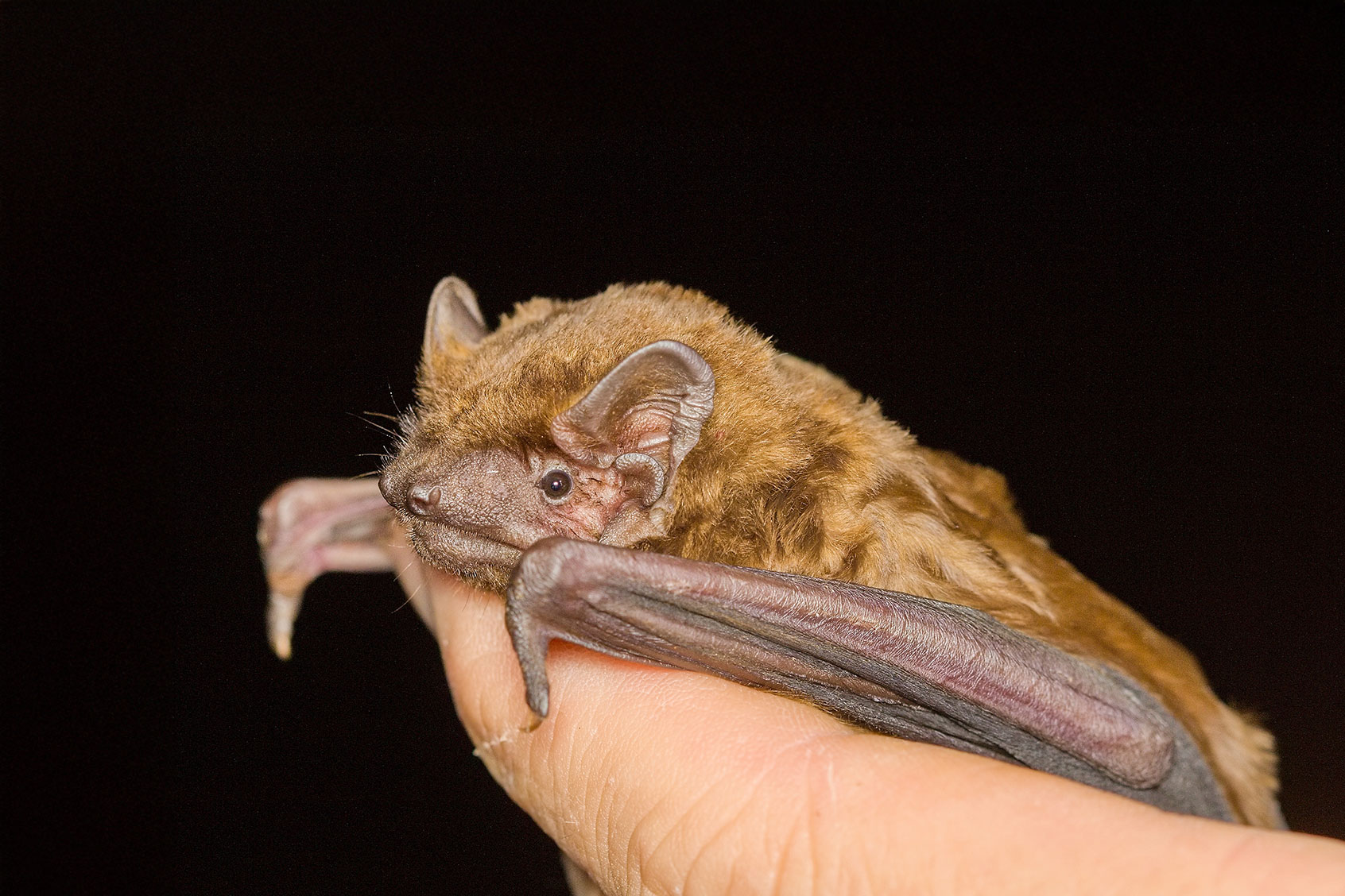 The common noctule bat (Nyctalus noctula) (Getty Images/Zdenek Macat)
