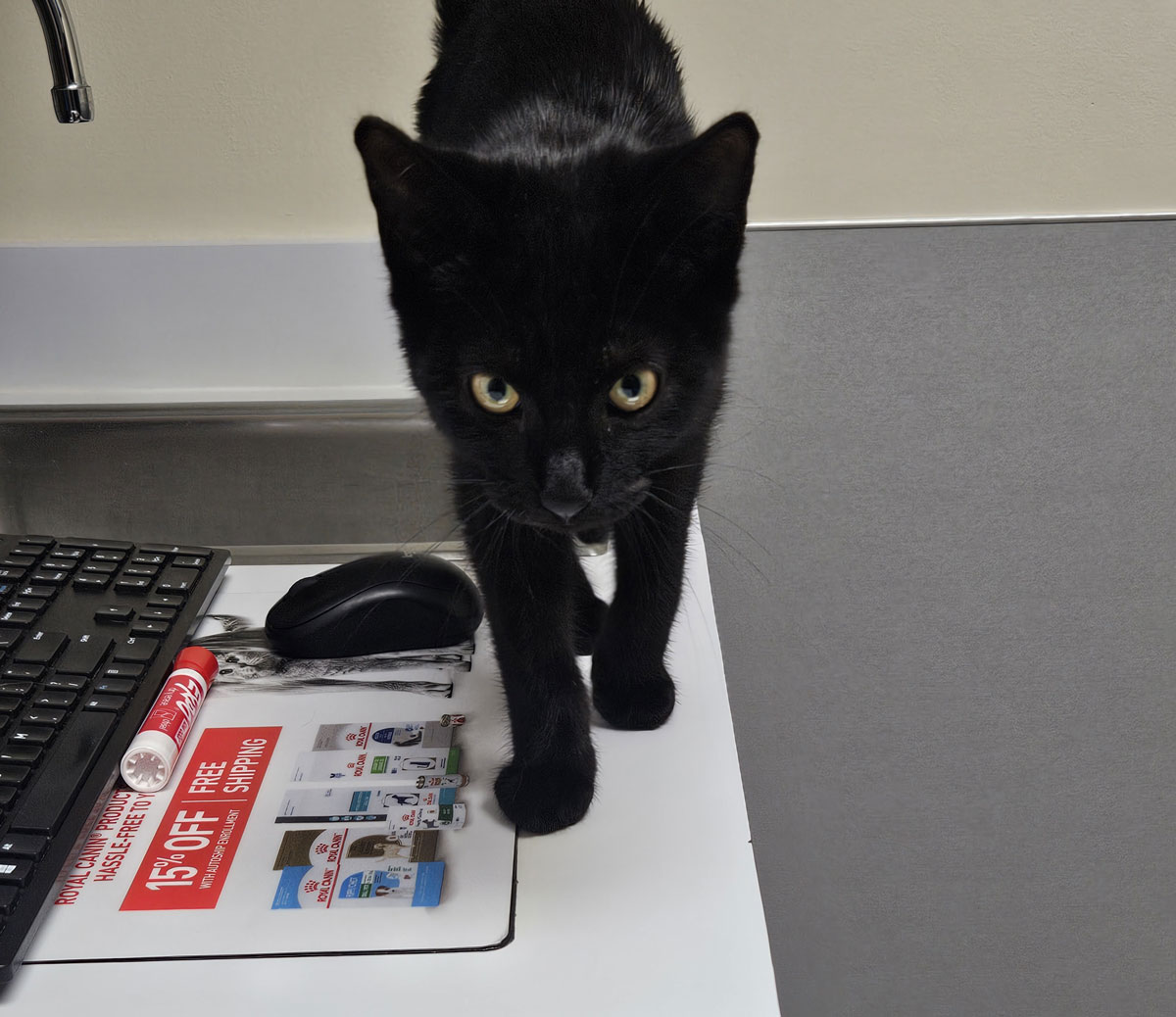 Clyde at the vet
