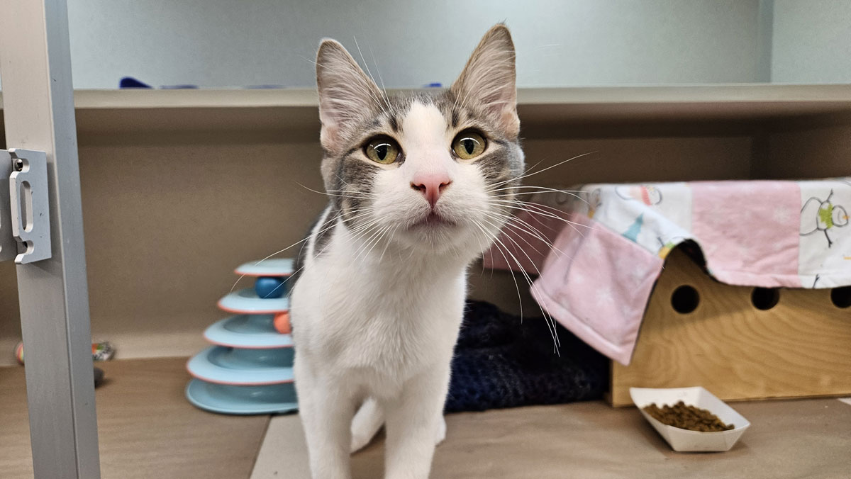 A cute kitten looking for its forever home