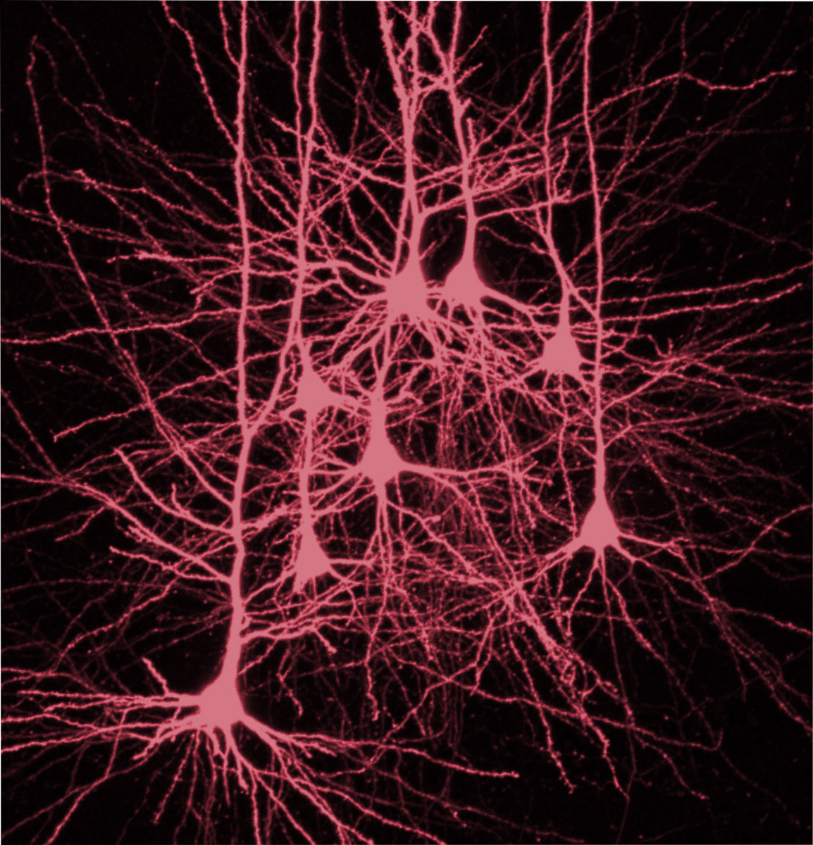 Neurons in the neocortex