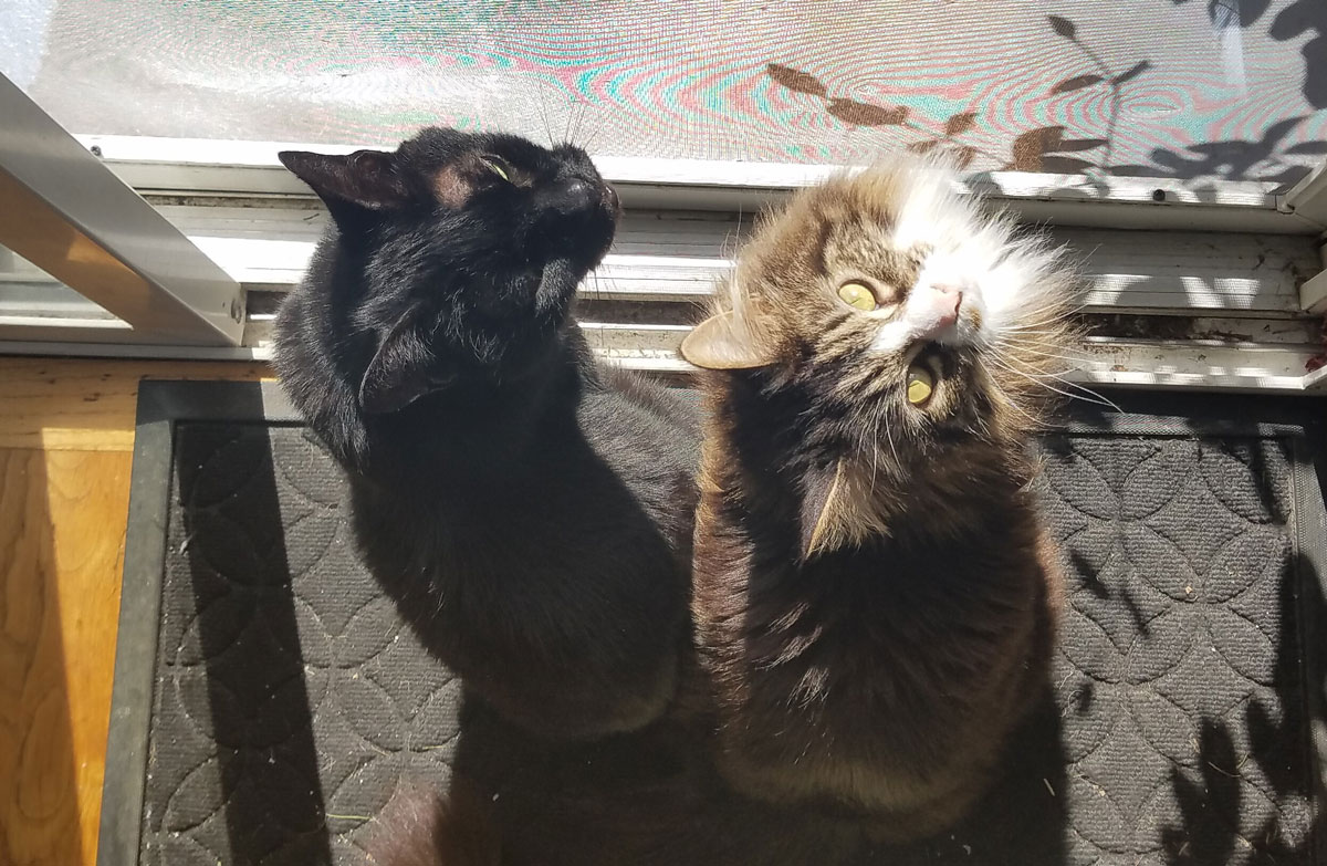 RayRay and Ike