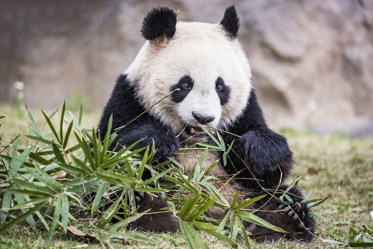 Giant panda bear eating bamboo (owngarden / Getty Images)