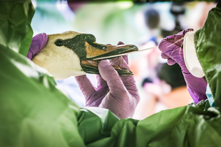 A vet takes a sample from the mouth of a swan during an animal disease exercise. (Christoph Reichwein/picture alliance via Getty Images)