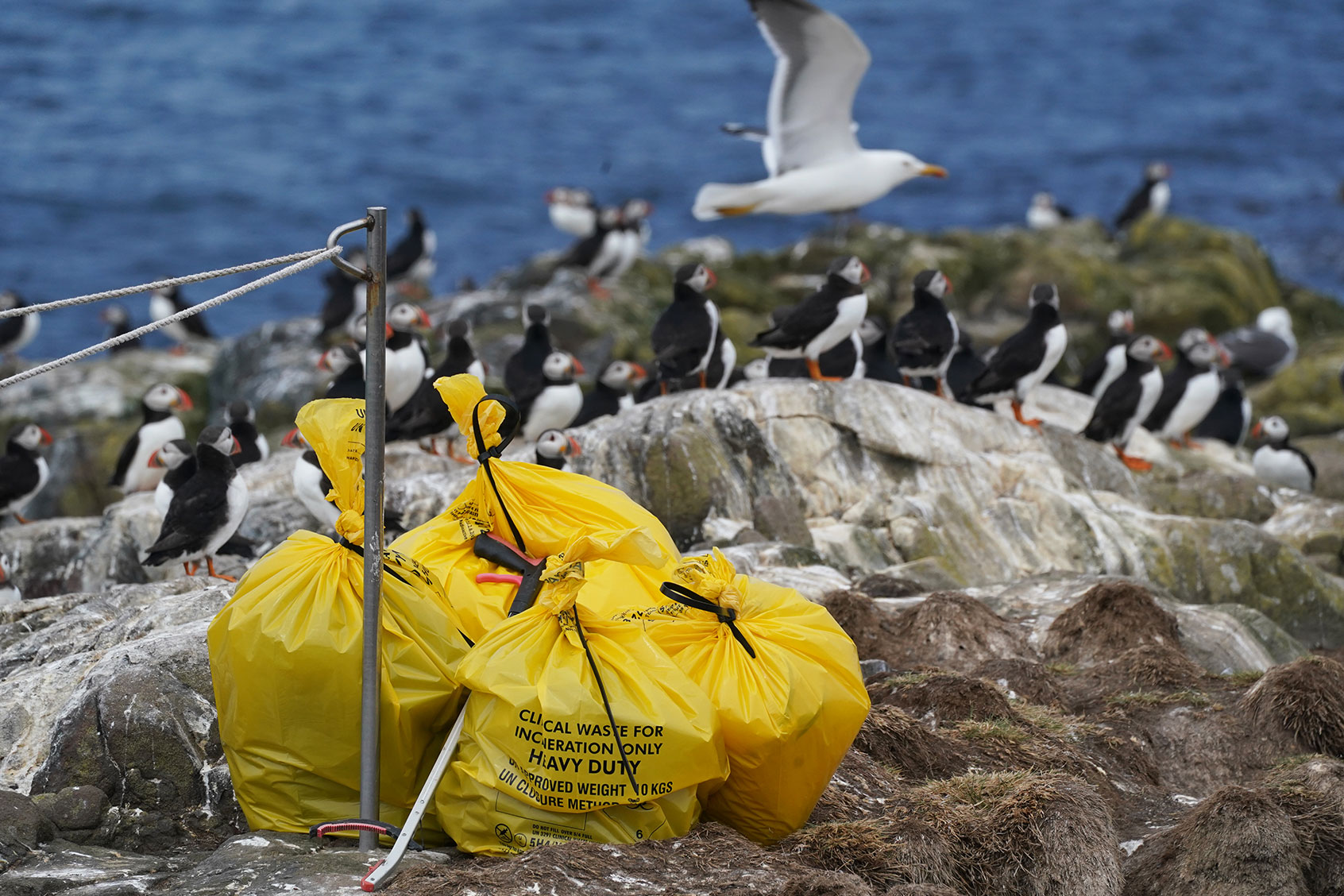 clinical waste bags bird flu Avian Influenza dead carcasses puffins seagulls