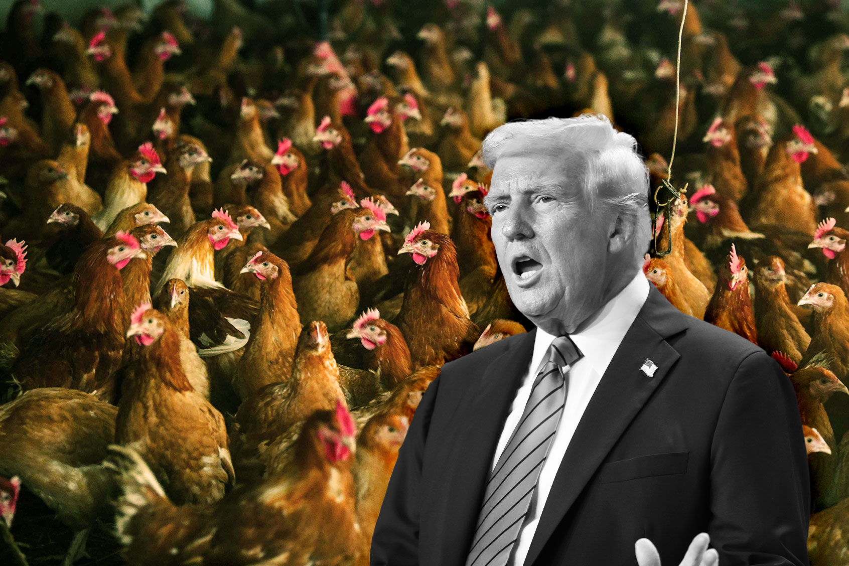 Donald Trump and chickens confined to their hen house (Photo illustration by Salon/Getty Images)