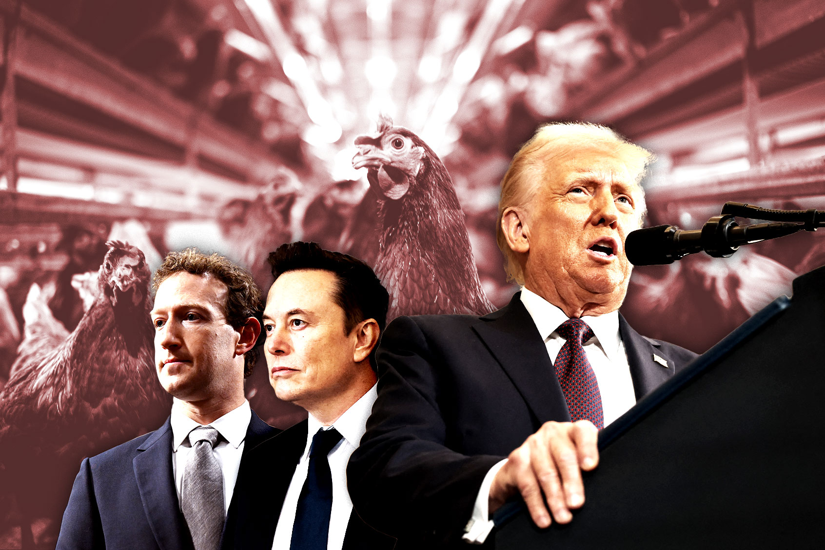 Donald Trump, Elon Musk, Mark Zuckerberg and chickens (Photo illustration by Salon/Getty Images)
