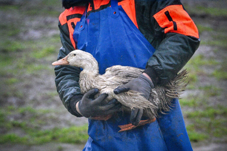 Ducks with bird flu also known as poultry flu are collected and put in a container on Pommernhof in Zarnewanz near Rostock, Mecklenburg-Western Pomerania on November 28, 2024 in Zarnewanz, Germany. (Frank Soellner/Getty Images)