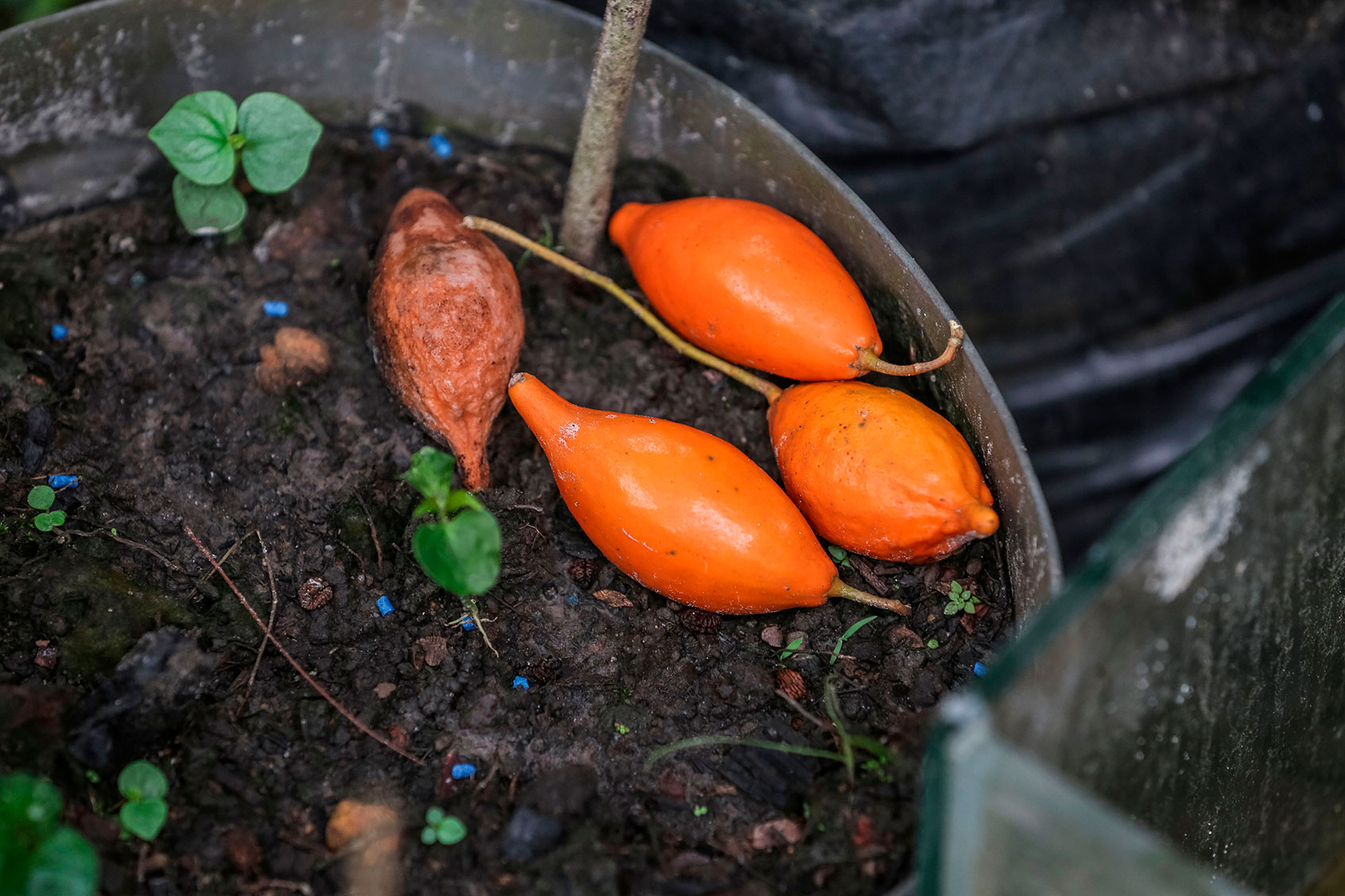 Fruits of an Iboga tree (STEEVE JORDAN/AFP via Getty Images)