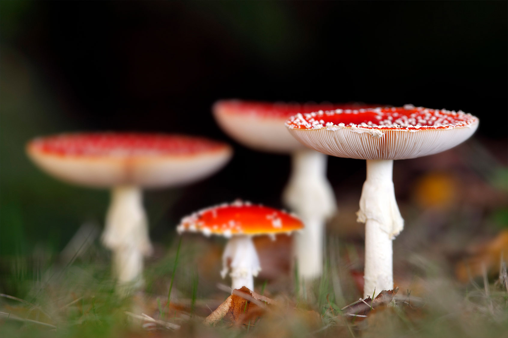 Fly agaric (Amanita muscaria) (Arterra/Universal Images Group via Getty Images)