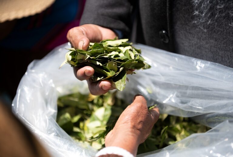 Bolivia, La Paz: Women in typical costumes distribute coca leaves on coca chewing day. Photo: Radoslaw Czajkowski/dpa (Photo by Radoslaw Czajkowski/picture alliance via Getty Images)