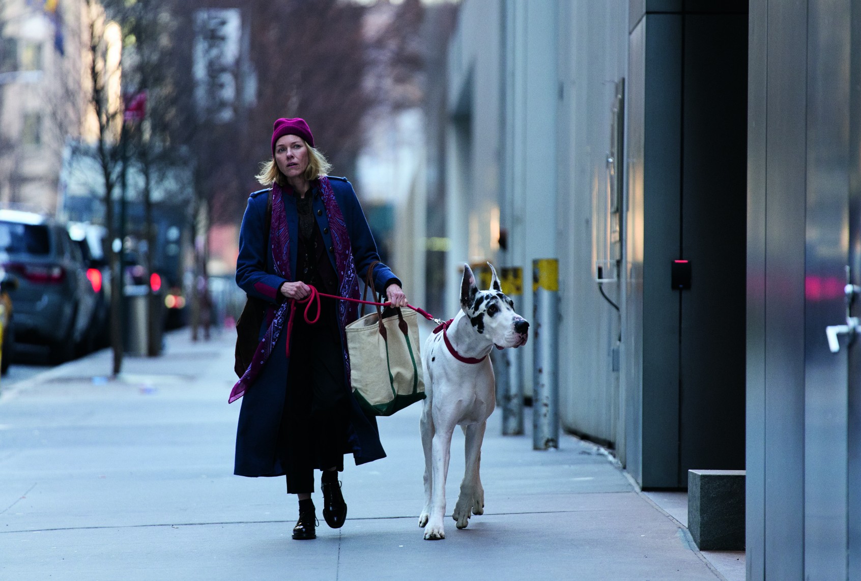 Naomi Watts and Bing in "The Friend" (Courtesy of Bleecker Street)