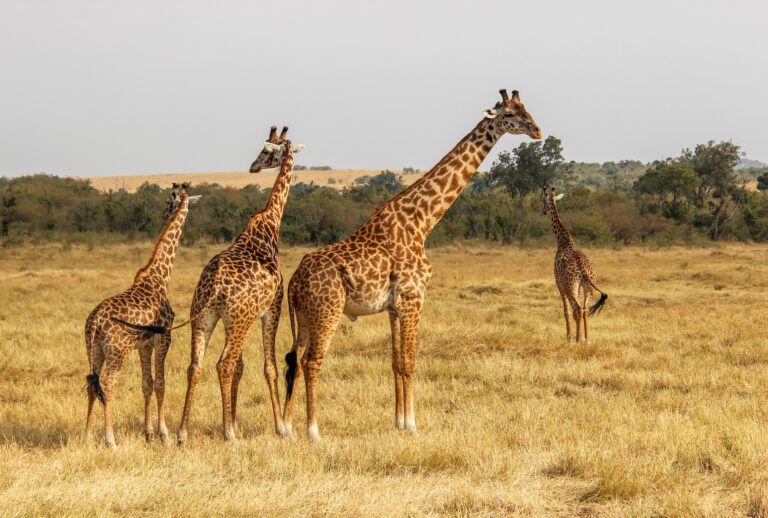 Group of giraffe standing on grass. (Fiona / FOAP / Getty Images)