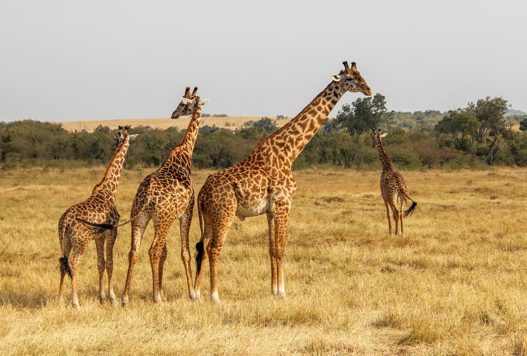 Group of giraffe standing on grass. (Fiona / FOAP / Getty Images)