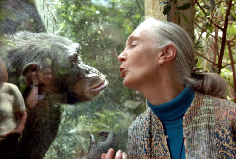 Jane Goodall with chimpanzee Nana at the zoo in Magdeburg, Germany, June 2004. (Jens Schlueter/DDP/AFP via Getty Images)