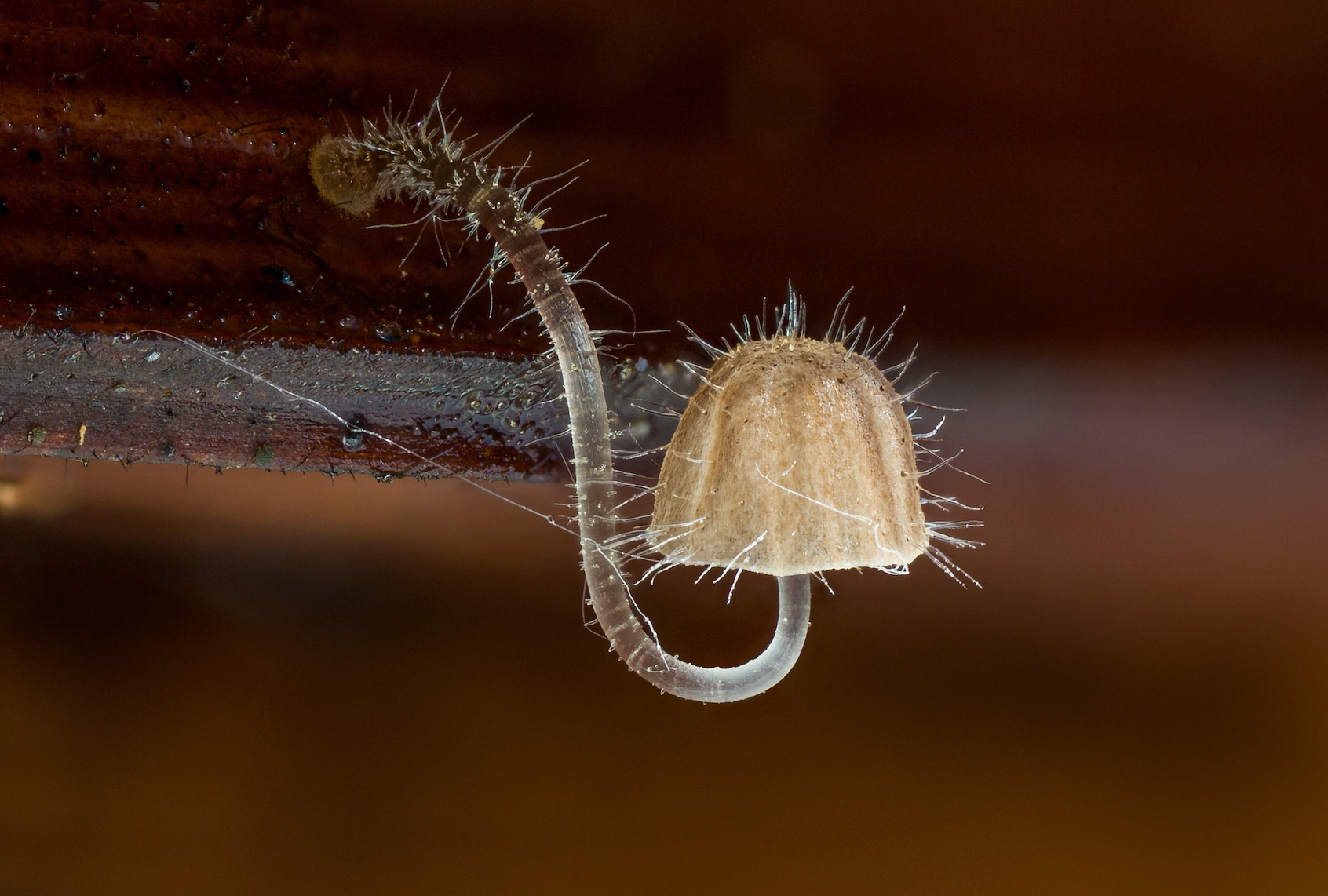 A >5mm member of section Longisetae of the genus Mycena, so named for the long, hyaline spines (setae) which emanate from the pileus and stipe.  Some members of this group are bioluminescent. (Danny Newman)