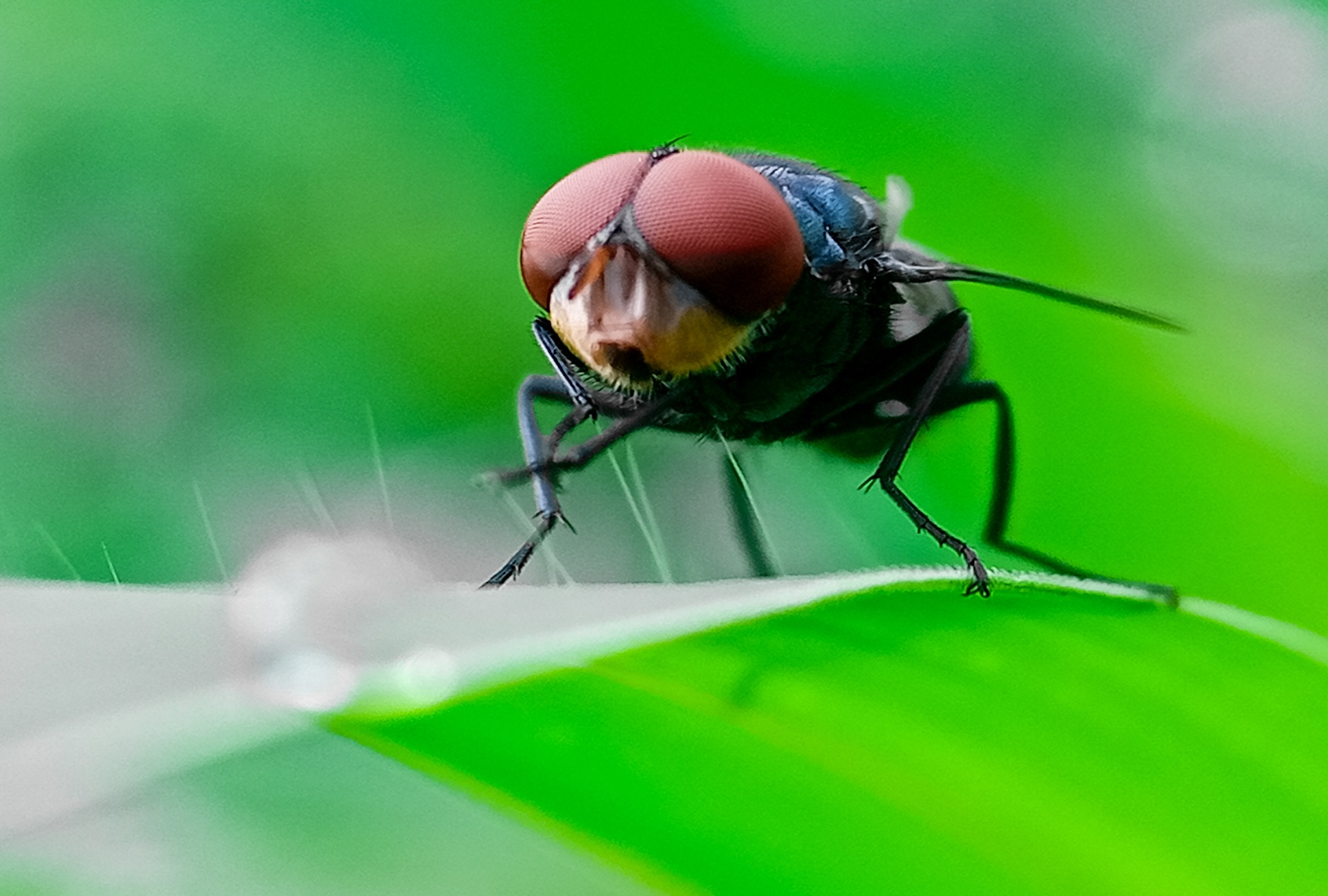 Cochliomyia hominivorax, the New World screwworm fly, or screwworm for short, is a species of parasitic fly that is well known for the way in which its larvae (maggots) eat the living tissue. (Getty Images / Ramdan Fatoni)