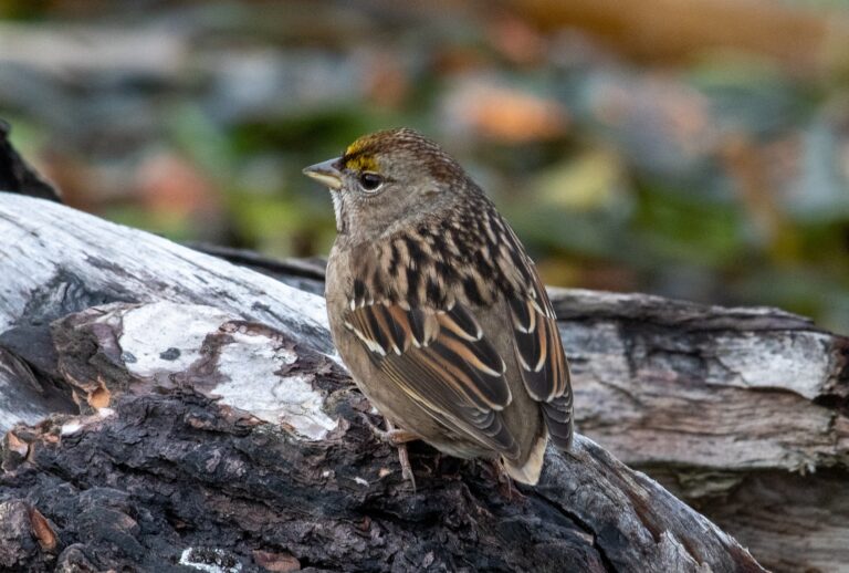 Golden-crowned Sparrow. (picaday / Getty Images)