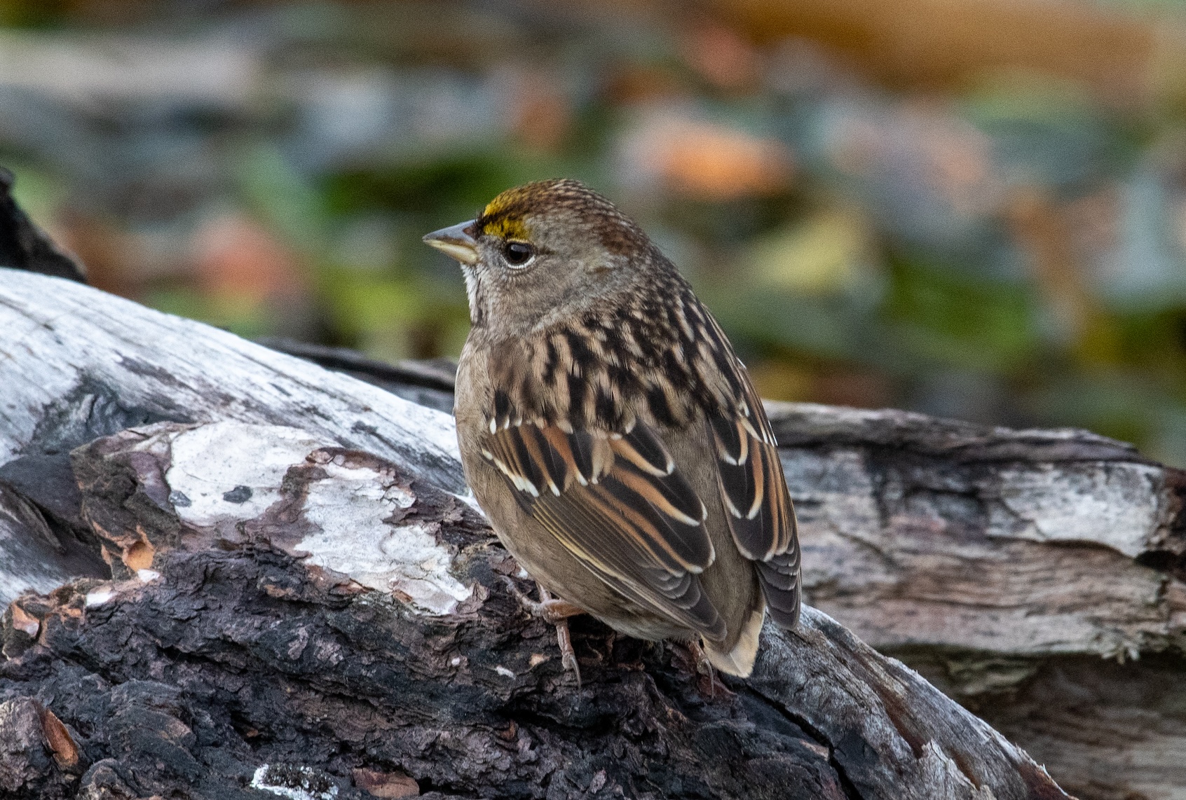 Golden-crowned Sparrow. (picaday / Getty Images)