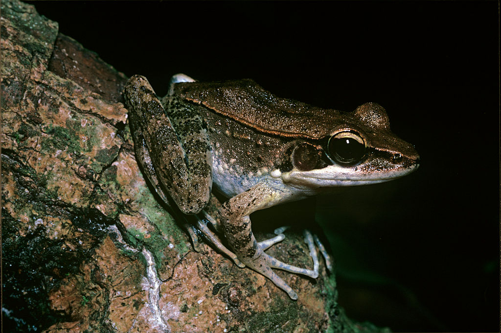 Wood frog (Getty Images/Auscape/Universal Images Group)