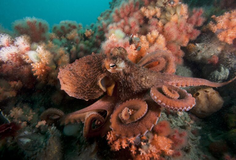 A Pacific giant octopus crawls over a colorful anemone filled bottom. (Getty Images / Mauricio Handler)