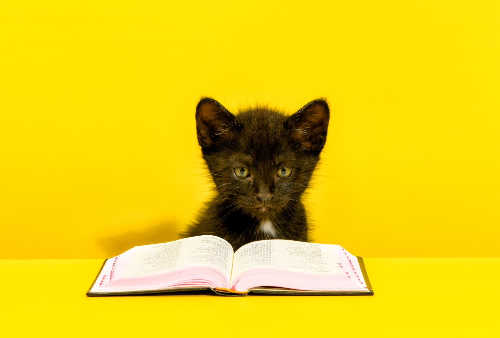 Cat reading a book (Jordan Lye/Getty Images)