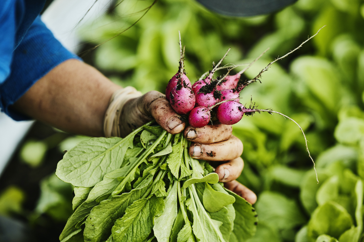 Radish greens (Thomas Barwick / Getty Images )