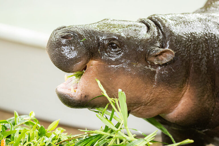 Viral social media star and adorable hippo Moo-deng celebrated her first birthday July 10, 2025. She was gifted with a "cake" of her favorite fruits and greeted her thousands of fans at the Thai zoo there to celebrate with her. (Lauren DeCicca / Getty Images)