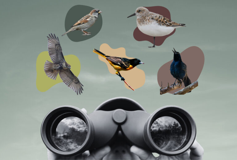 An illustration featuring various birds found in New York City. (Photo illustration by Salon / Getty Images / Lori Van Buren / Bruce Bennett / Jon G. Fuller / Sebastian Willnow / Universal Images Group)