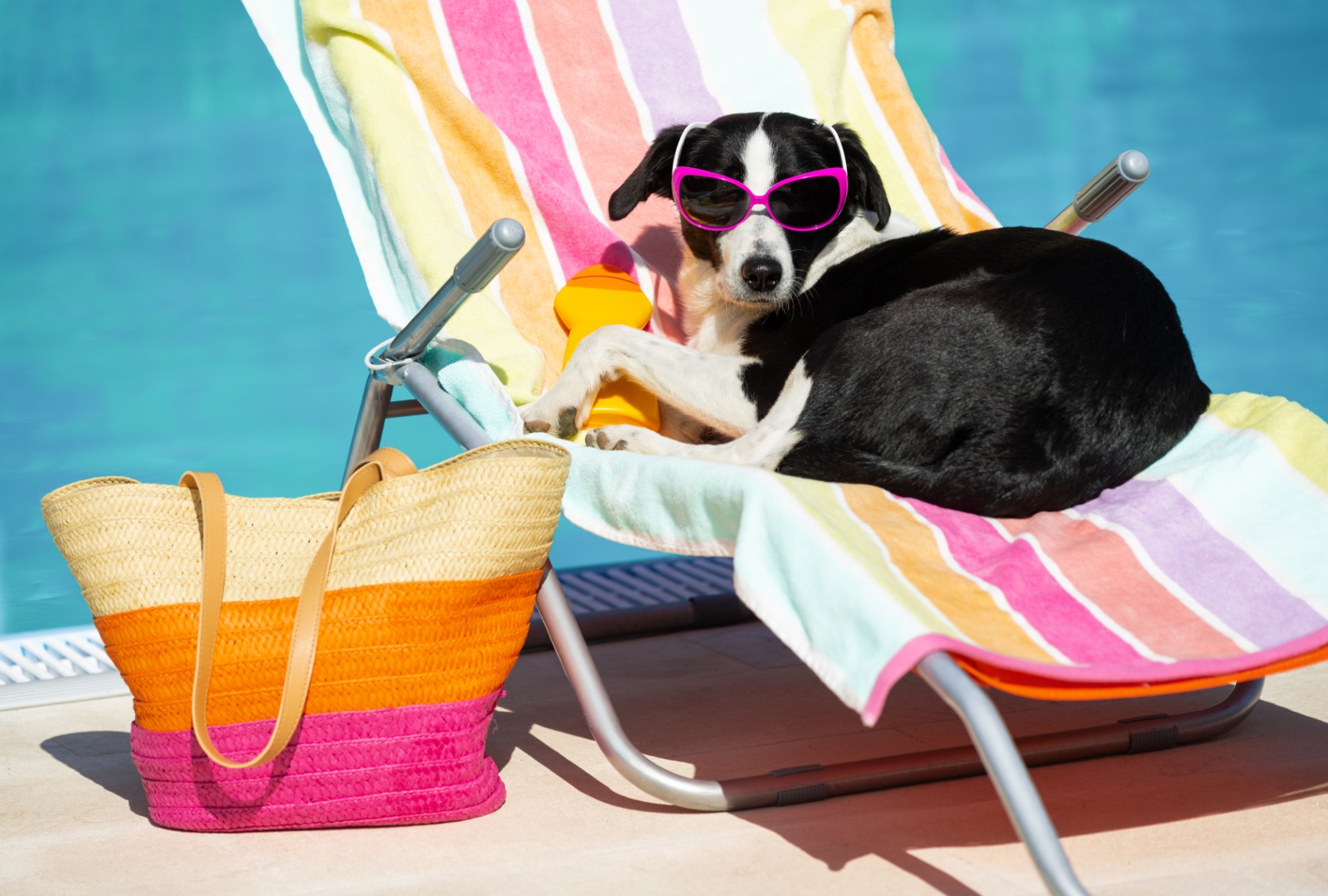A dog catching some sun (Nando Martinez/Getty Images)