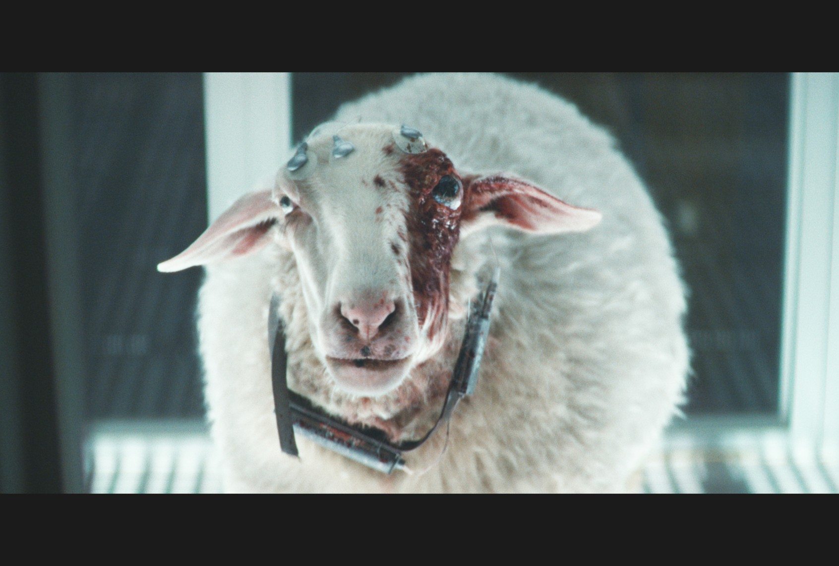Victoria the sheep, host to the "eye midge" in "Alien: Earth" (FX)