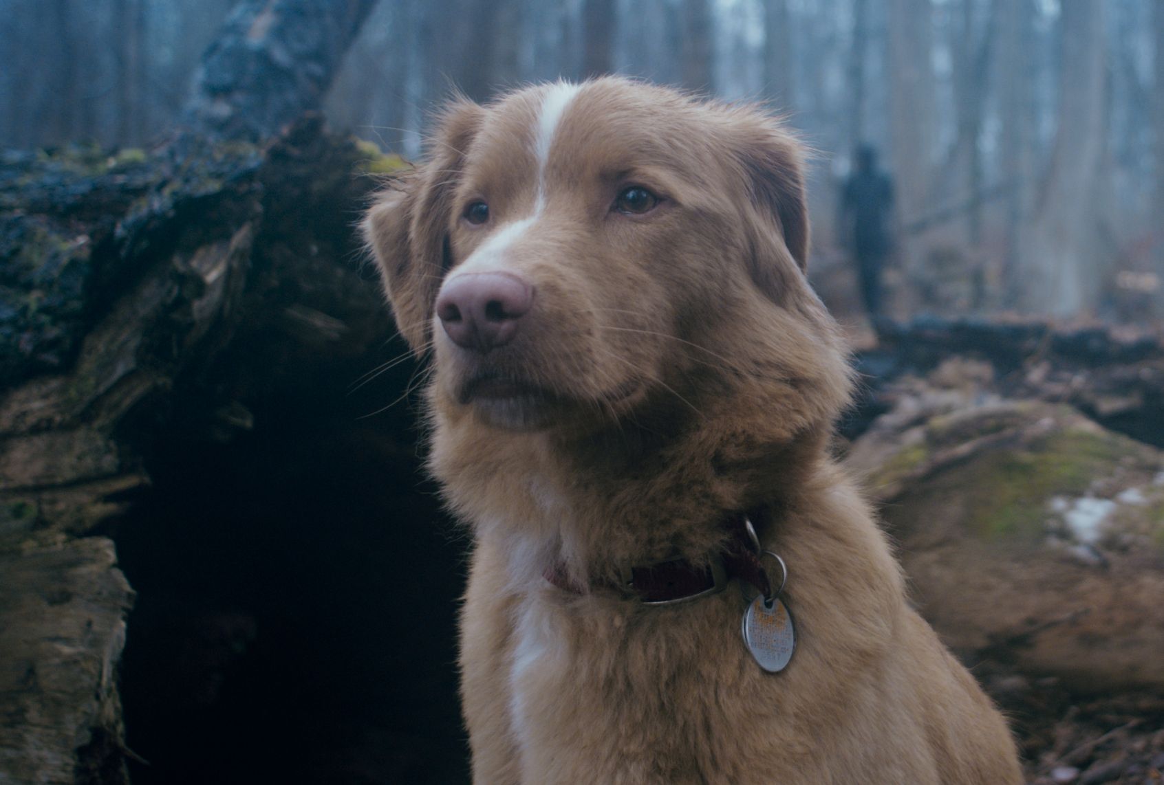 Indy in "Good Boy"