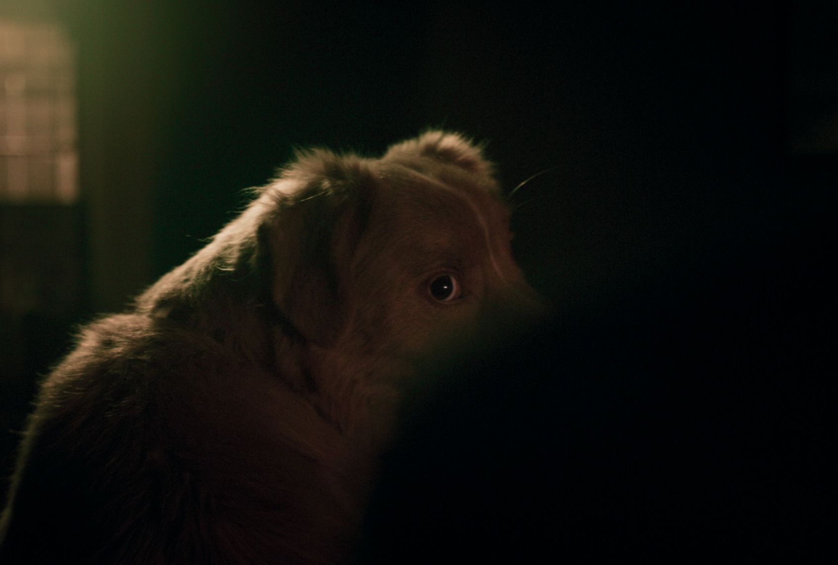 Indy in "Good Boy"
