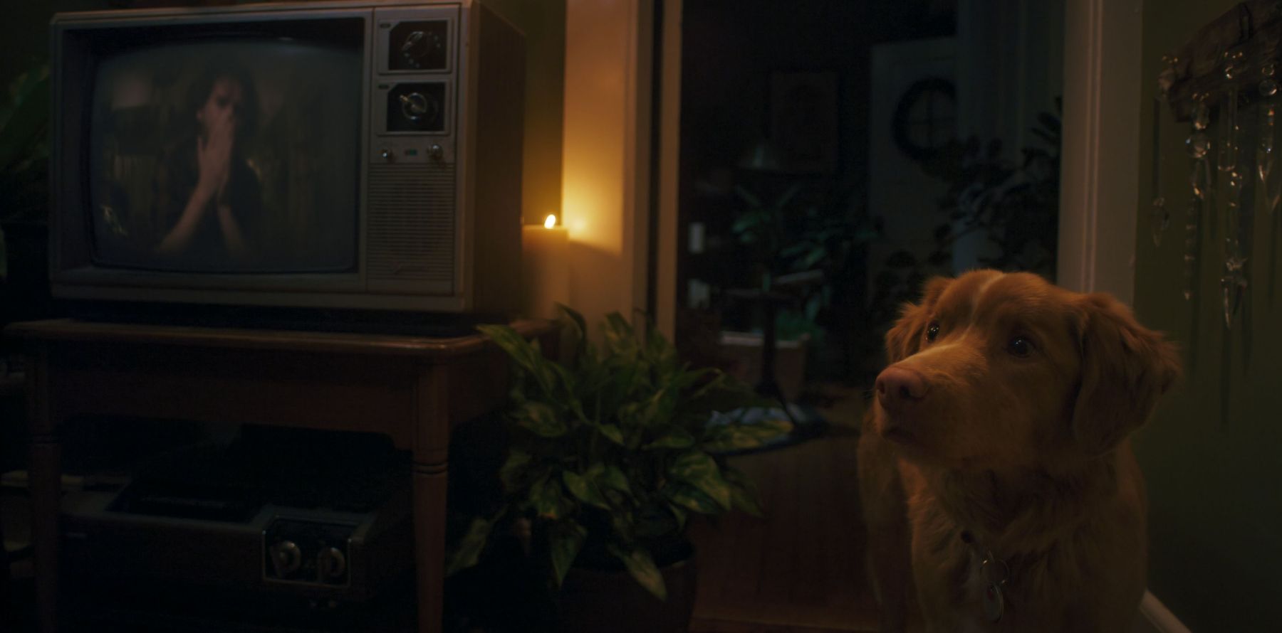 Indy and Shane Jensen as Todd in "Good Boy"