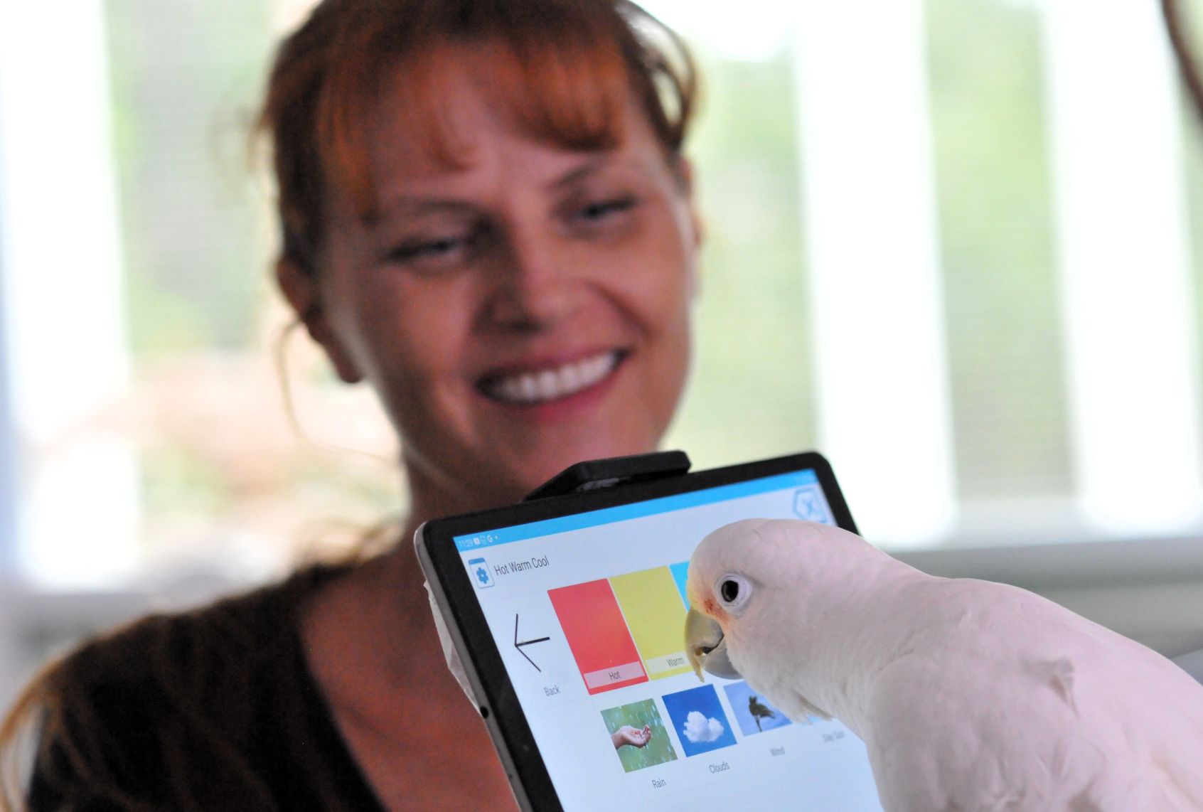 A white parrot looks intently at the screen of a tablet that has various images on it to describe weather. A woman smiles in the background, watching