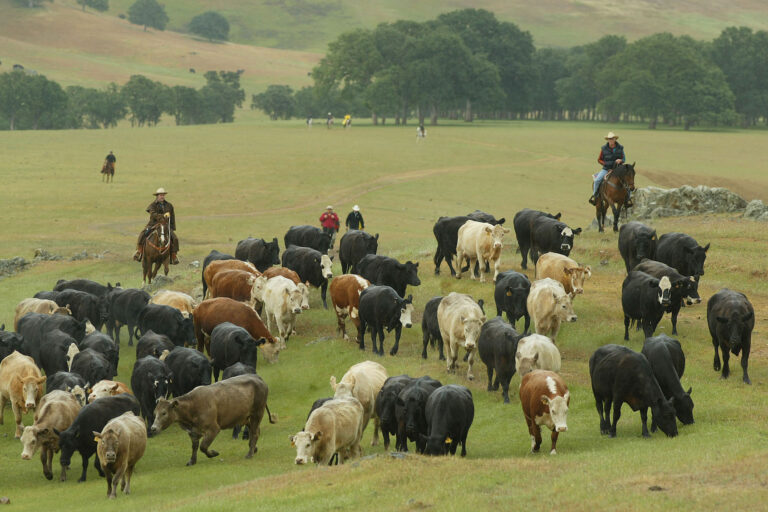 One of two groups of cattle are pushed across Salt Spring Valley on their way 14 miles up to higher grazing lands. (Michael Macor/Getty Images )