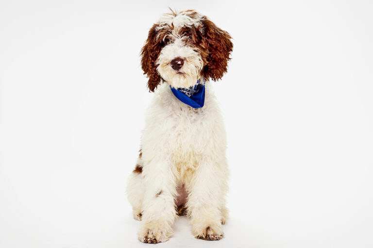 Adoptable puppies like Truffle, above, are "competing" in this year's Puppy Bowl. (Courtesy of Warner Bros. Discovery)