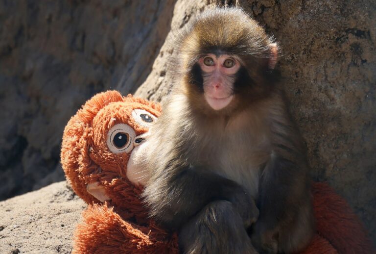 A seven month-old male macaque monkey named Punch, who was abandoned by his mother shortly after birth (JIJI PRESS / AFP via Getty Images / Japan OUT)