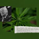salon.com - Russell Payne - Trump's cannabis rescheduling order was just smoke