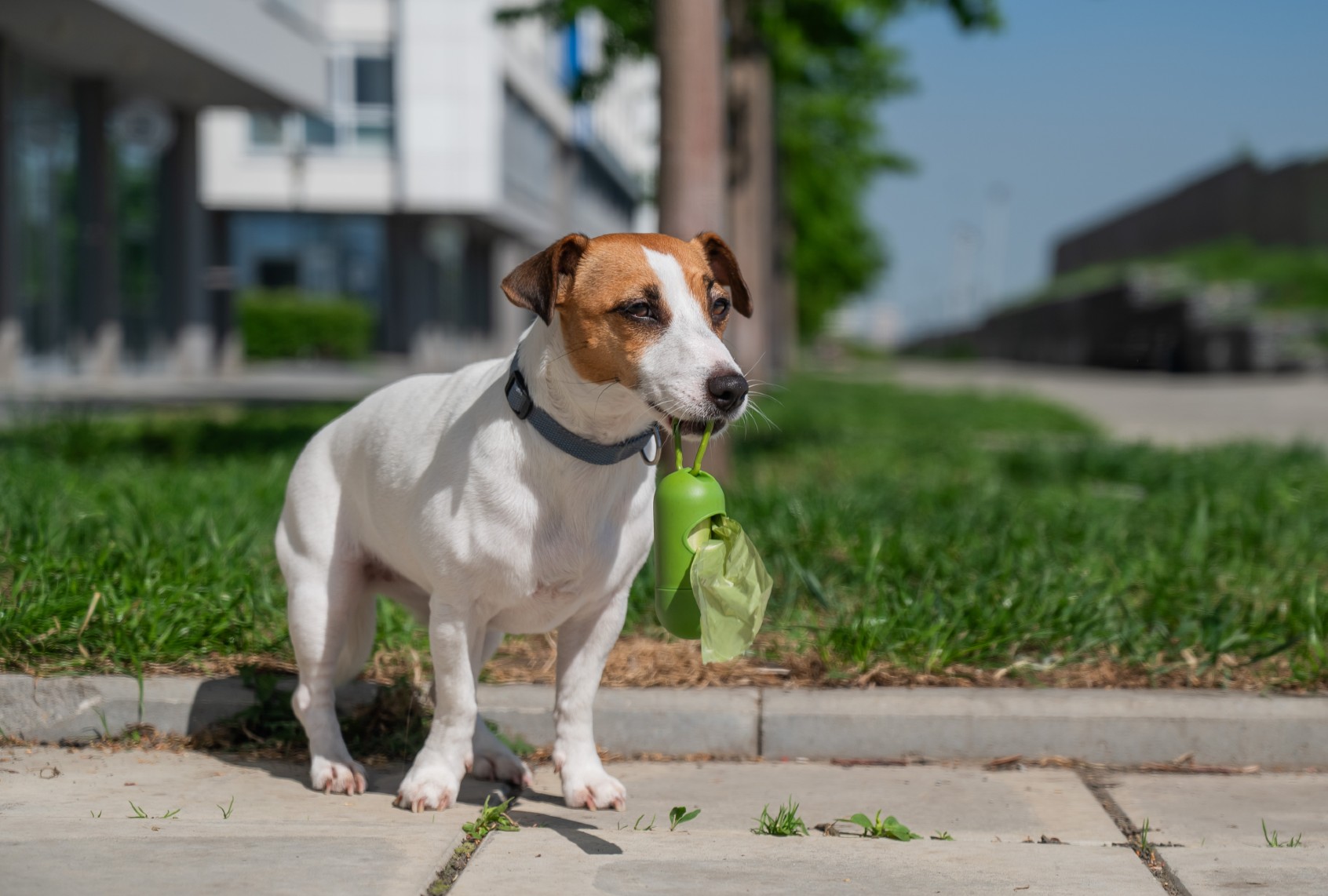 Jack Russell Terrier proudly holding a poop bag dispenser in his mouth (Anna Reshetnikova/Getty Images)