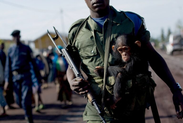 A Congolese Army soldier holds a baby chimpanzee while manning a checkpoint in the entrance to the provincial capital of Goma, Congo on November 6, 2008. (Photo by Yasuyoshi Chiba/AFP via Getty Images)