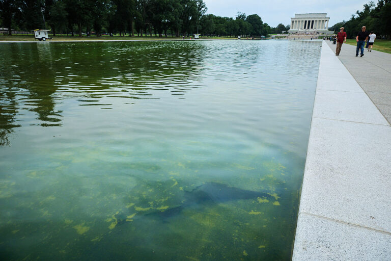 Despite the renovation finishing earlier this month, the Reflecting Pool is already showing some major issues — green algae bloom require chemical treatments and vaccumming, and now the paint from the bottom is peeling. The administration spent $14 million on this renovation project. (Chip Somodevilla / Getty Images)