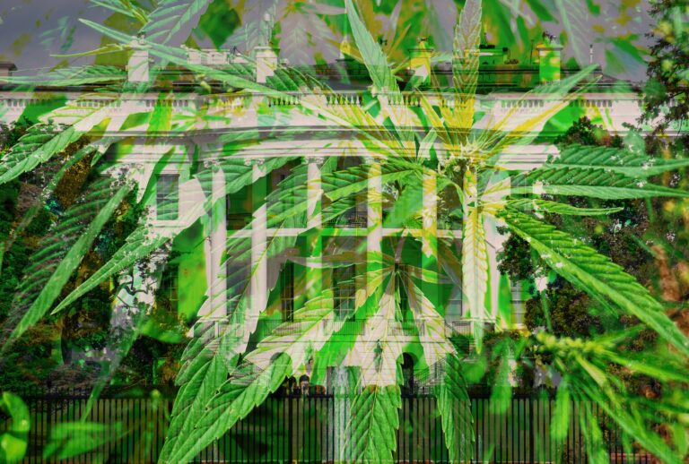 Big cannabis is increasingly donating to Trump-connected super PACs, even as support for legalizing marijuana is decreasing among the GOP (Getty Images)