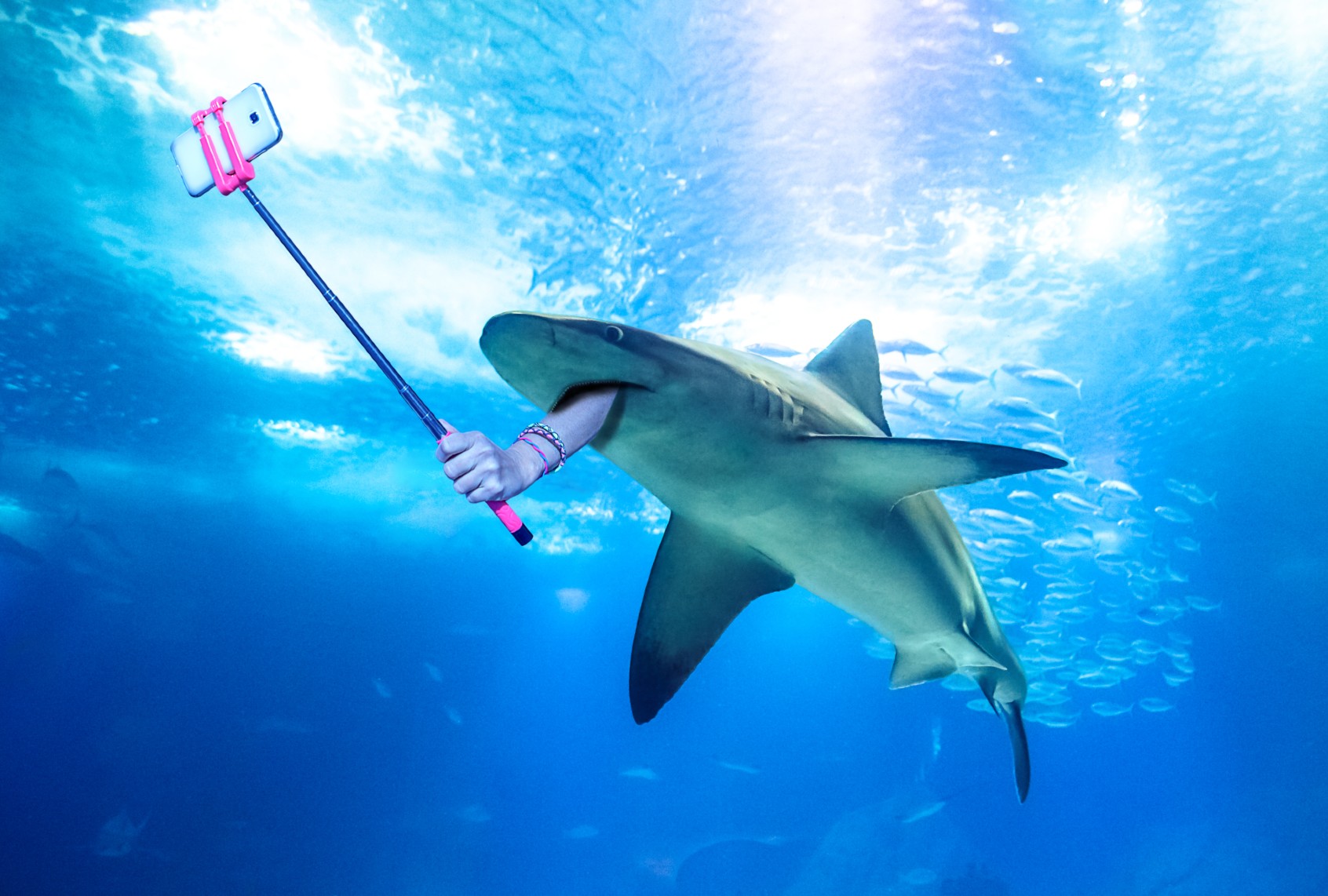 Wild animals don’t exist for your social media content