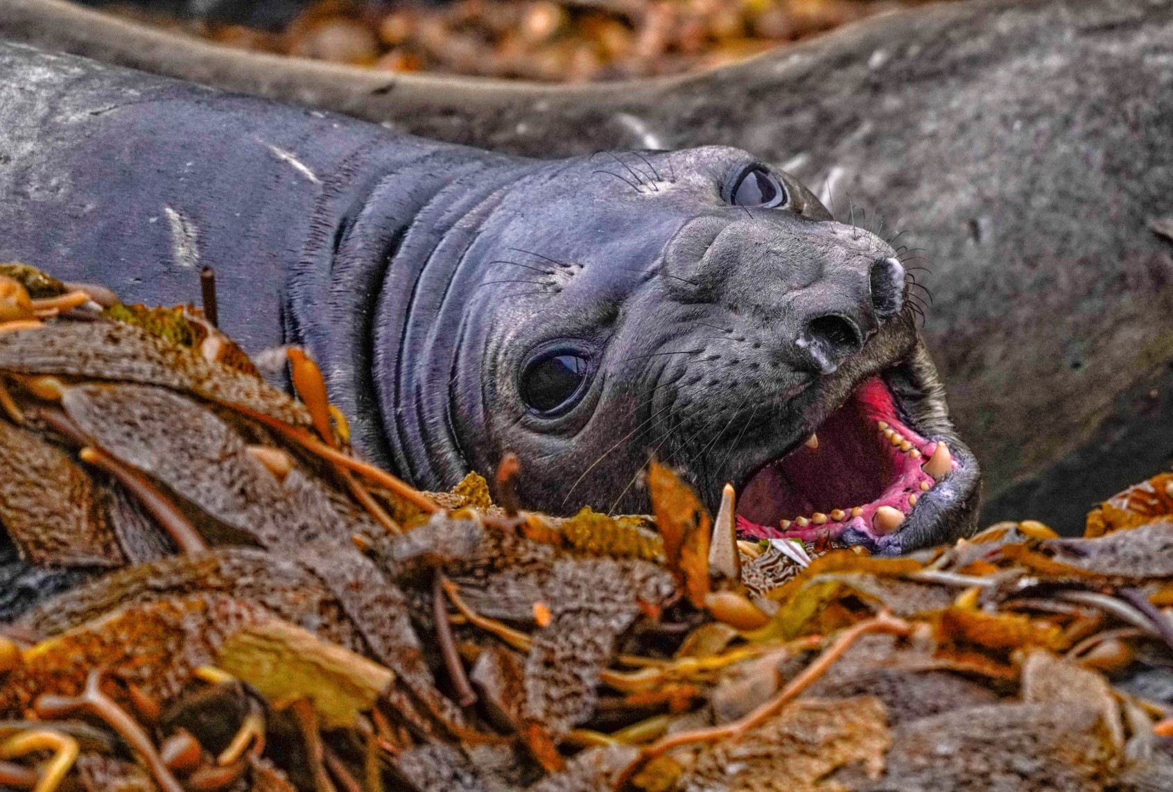 A grumpy elephant seal channeling the attitude of Neil the Seal (Kike Calvo/Universal Images Group via Getty Images)