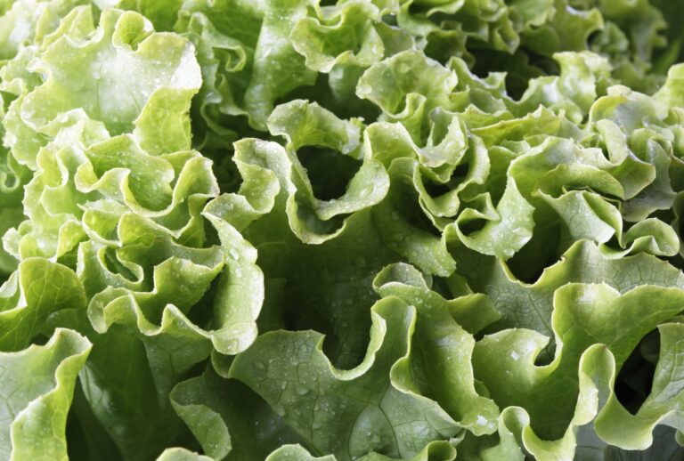 Lettuce, a common source of Cyclospora cayetanensis infection. (ullstein bild / Getty Images)