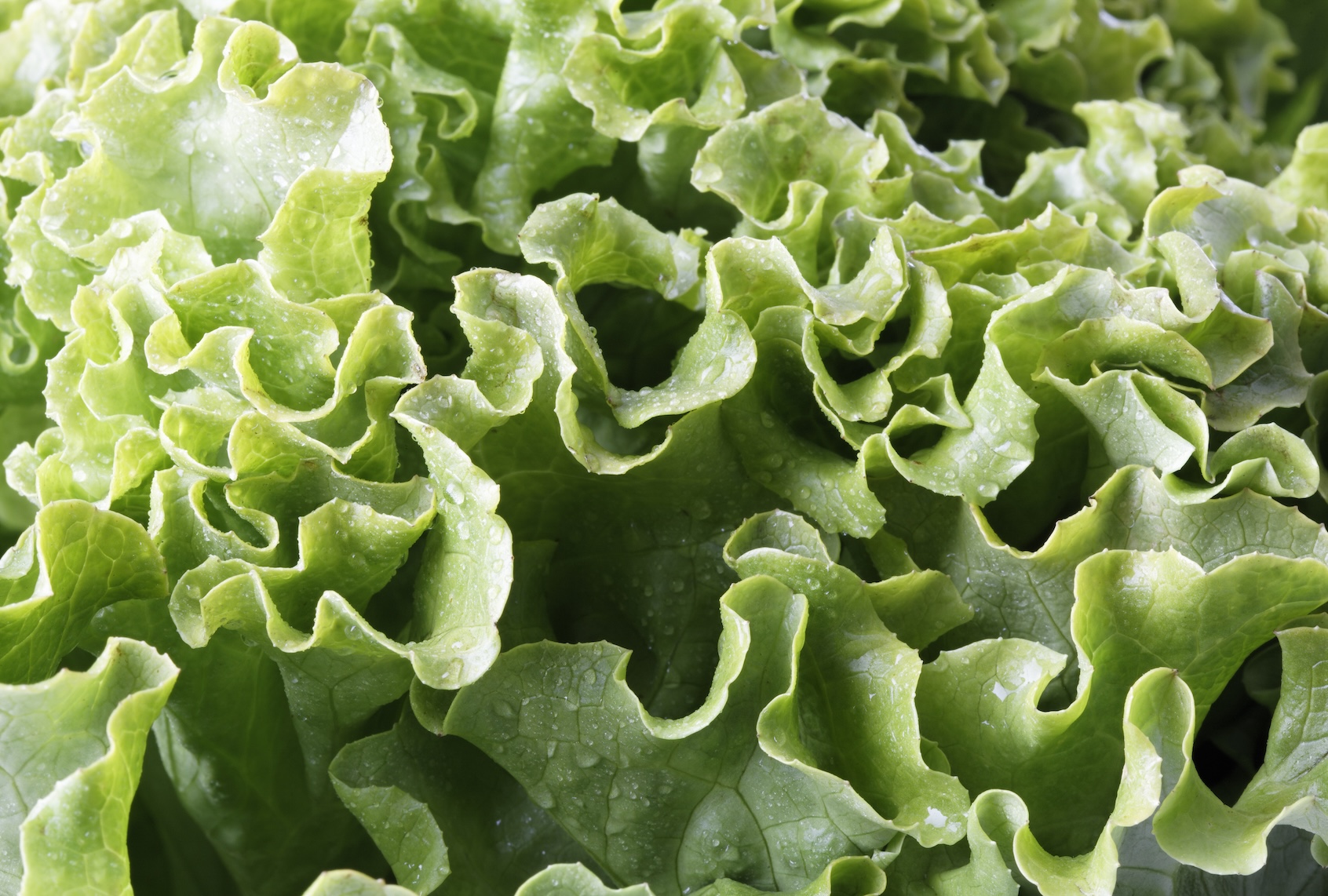 Lettuce, a common source of Cyclospora cayetanensis infection. (ullstein bild / Getty Images)