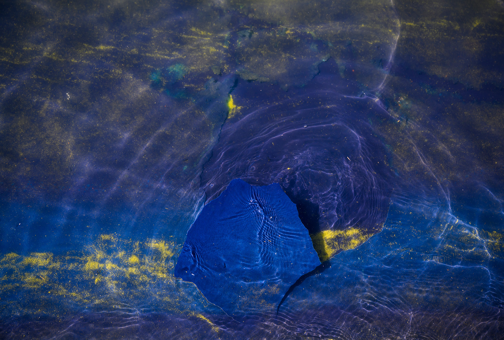 A large chip of peeling blue paint floats in the murky, algae-streaked water of the Reflecting Pool.